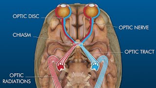 eye to brain connection visual pathway [upl. by Arrais965]