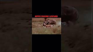 Hippo vs leopard trending animals wildlife shorts leopard hippo shortvideo [upl. by Hynda]