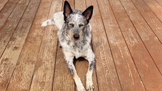 Socializing Your Australian Cattle Dog with Other Dogs Tips and Tricks [upl. by Elamef678]