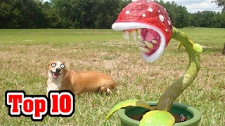 Top 10 DEADLY Plants NOT To Mess With [upl. by Roma169]