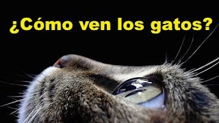 ¿Cómo ven los gatos Descubre Como es la visión de tu Gato SiamCatChannel [upl. by Edin823]