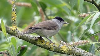 Bird Facts The Eurasian Blackcap [upl. by Ara]