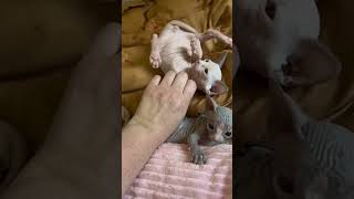 Bartender I need 5 margaritas please cats Pets kittens sphynx margarita [upl. by Aicssej]