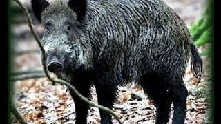 chasse gros gibier Belgique partie 1Belgian wild boar hunting part 1 [upl. by Newsom404]