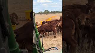 🚜 Black Weaner Joins the Brown Droughtmasters Investigating the Feed Mixer 🐄✨ [upl. by Mack]