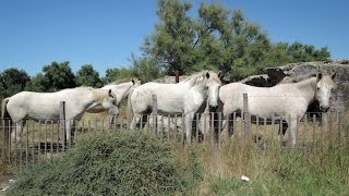 De Camargue paarden met Camargue muziek [upl. by Davita958]