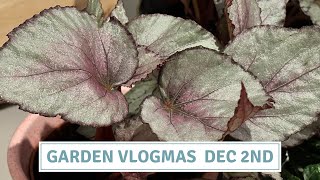 PaintedLeaf Begonias  How To Care For Rex Begonias  Vlogmas 2023 Cottoverdi [upl. by Fredericka]