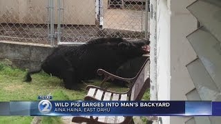 Giant wild boar spotted at Aina Haina home [upl. by Heisser653]