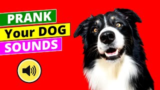 Prank your dog sound make dogs go CRAZY [upl. by Glynas]