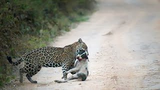 Perros atacados sin piedad y fue cazado por leopardos y tigres Trabajosamente Algunos Salen ileso [upl. by Trescha]