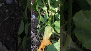 Seminole Squash Time Lapse 🕐 [upl. by Lilybelle983]