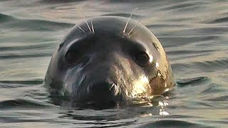 Kayaking with Seals on a Beautiful Summer Evening at Godrevy Cornwall [upl. by Pownall]