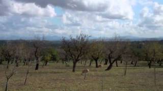 Caimari Olive Fair Mallorca [upl. by Lotti223]