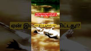 போடா elephant tamilagriculture tamilpets animals funny tamil ஆறு முதல்வர் தமிழ்நாடு [upl. by Reste]