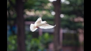 White Dove domestic Rock Dove [upl. by Kcirtemed]