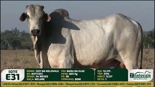 LOTE E31  NVTI1251 [upl. by Dez74]