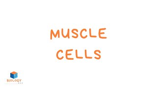 Muscle Cells KS3 Specialised Cells  Muscle Cell Adaptations [upl. by Nerad]