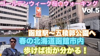 【桜🌸散歩】函館駅から五稜郭公園まで満開桜を求めてウォーキング🚶741 [upl. by Ridgley610]