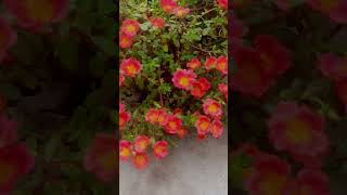 🌼🌼Purslane Flower from my Garden 🌼🌼gardenflowersshortvideo shorts trendingtrendingshorts [upl. by Kat]