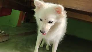 Indian Spitz Dog Food  Indian Spitz Dog 🐕 [upl. by Brig]