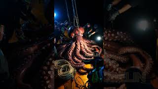 Giant Deep Sea Octopus Caught by Fishermen🐙🦑🦀deepseafishing fishingexploration giantseacreature [upl. by Derraj]