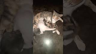 Cat feeding milk to her babiess cat love viral [upl. by Novaj]