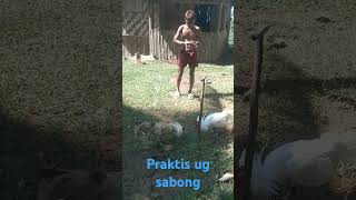 Praktis ug sabong allfollowers highlightseveryone nature highlightfreefire allviewers [upl. by Hueston39]