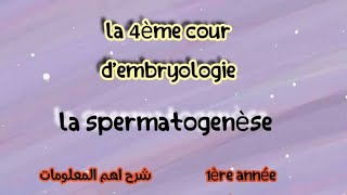 le spermatogenèse 🌸 شرح اهم المعلومات و بالعربية  1ère année médecine 🩺 [upl. by Freberg]