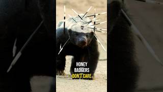 Honey Badger Don’t Care 😎 honeybadger fact animal animalfacts [upl. by Blood]