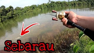 shimano calcutta conquest 101 2021casting sebarau on topwater paduu vlog1 [upl. by Vyse895]