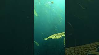 Dive through the kelp forests of California 🤿 [upl. by Suirred]