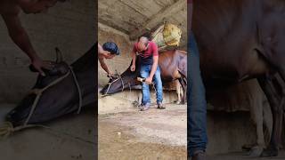 Jugular vein IV cannulation procedure in cattle in a second without shedding blood [upl. by Nihsfa]