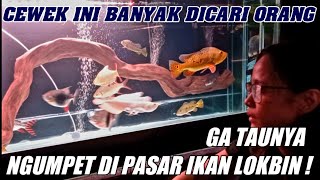 UPDATE CEK HARGA TERBARU IKAN HIAS PREDATOR TANKMATE TERMURAH TERLARIS GFISH EGA PASAR IKAN LOKBIN [upl. by Jereld188]