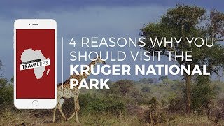 Why should you visit the Kruger National Park Rhino Africas Travel Tips [upl. by Drawe]