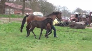 2016 Hengstfohlen von Diacontinus  Stakkato Gold SOLD [upl. by Ttereve]