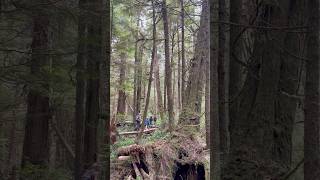 Exploring Pacific Rim National Park Reserve canada rainforest calm nature hiking life travel [upl. by Hefter865]