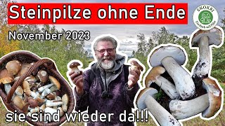 Steinpilze ohne Ende November 2023  Der Steinpilzwahnsinn geht weiter  Pilze sammeln [upl. by Gertruda872]