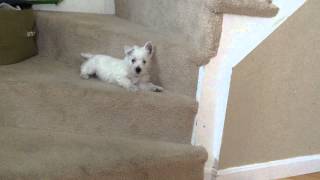 West Highland Terrier puppy barking on the stairs [upl. by Ailisab79]