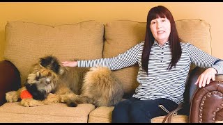 Puppy Training Brie Briard How To Hold A Leash  SportDog  Grooming  Blairsville GA [upl. by Leahcimnhoj]