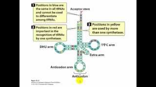 Lecture 7 Part D Prokaryotic translation [upl. by Shelly]