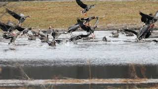 Greater White fronted Geese HD 1080p [upl. by Aneelas]