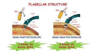 Gram Positive vs Gram Negative BacteriaAll You Need To Know About Bacteria [upl. by Gilud]