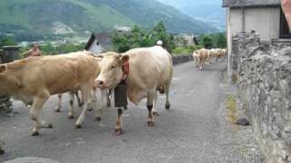 Transhumance in the Vallee dOssau  Pyrenees France [upl. by Anayra]