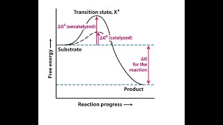 Mechanism of enzyme action [upl. by Gytle]