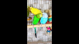 Happy Parakeets Singing Playing Eating Budgies Chirping Reduce Stress of lonely Birds Video shorts [upl. by Canty]