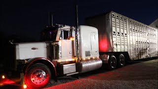 Cattle Hauling [upl. by Barb]