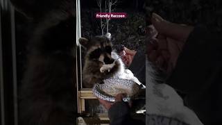 Friendly Raccoon Spoonfed At The Window friendlyraccoon [upl. by Ilario]