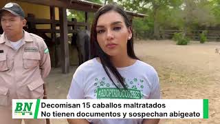 Decomisan 15 caballos maltratados y sin documentos en Santa Cruz Investigan posible abigeato [upl. by Llered901]