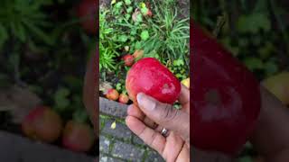 Kuzo muci apple tare daku… abisfulani Hausa [upl. by Randa220]