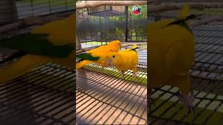 Golden Conure Rare exotic Bird KrishnaAviary Parrot GoldenConure exotic [upl. by Acitel]